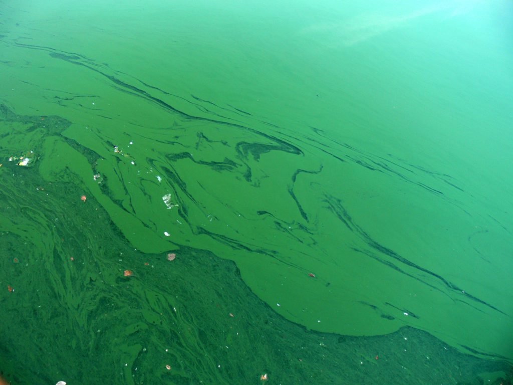 toxic algae
