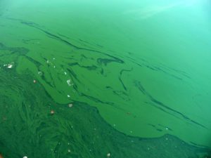 toxic algae