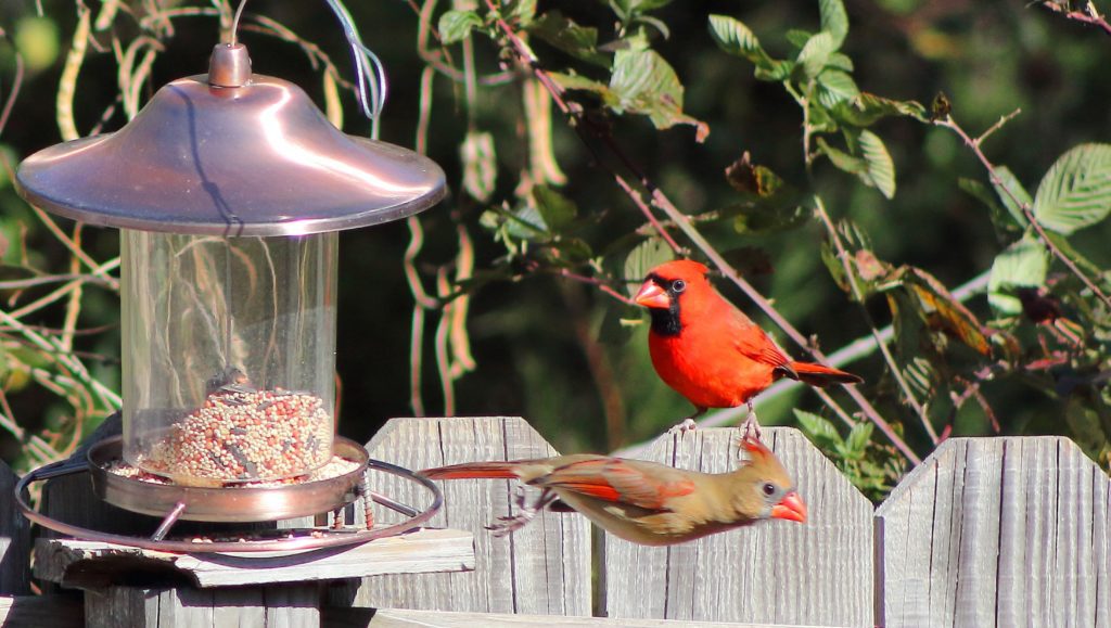 Eco-Friendly Gardening for Birds