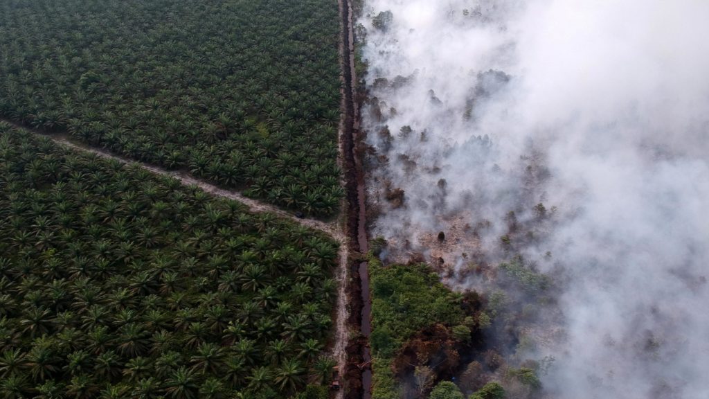 dangers of palm oil