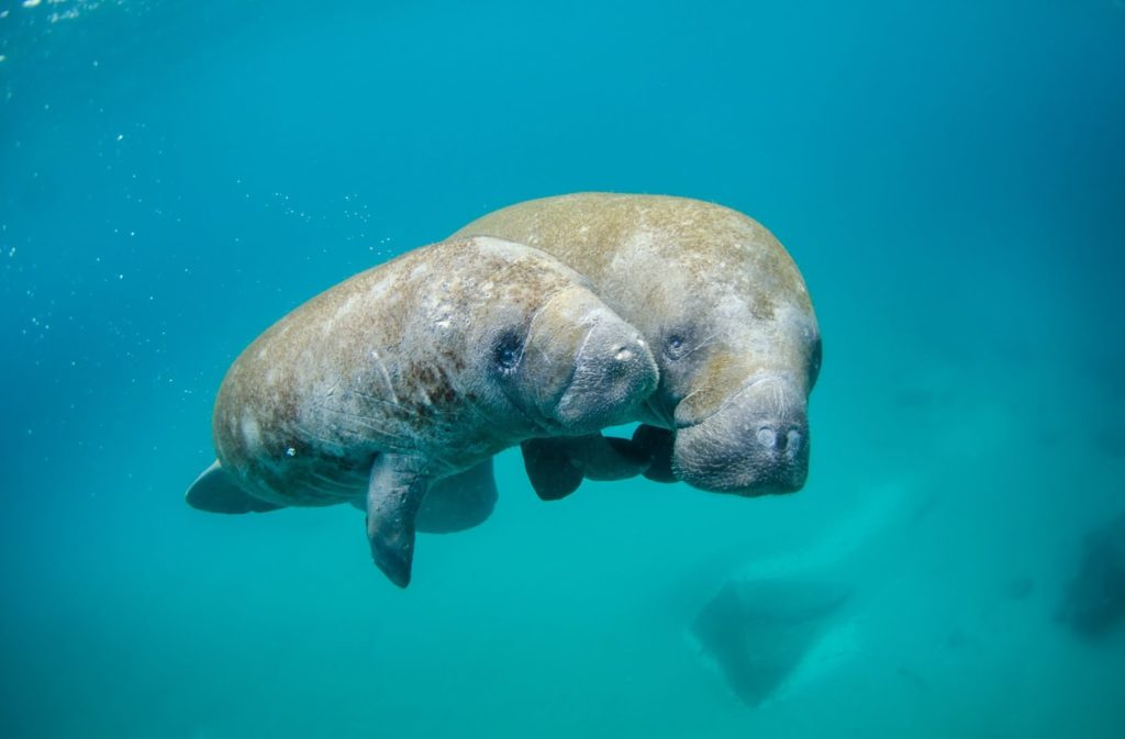 manatee extinction