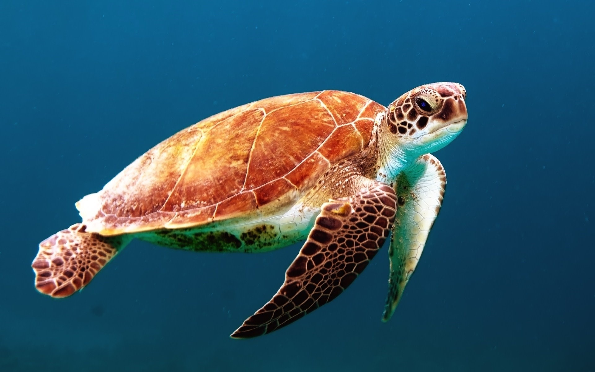 protecting sea turtles
