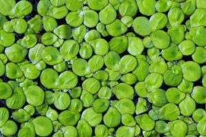 A cluster of duckweed growing on pond.