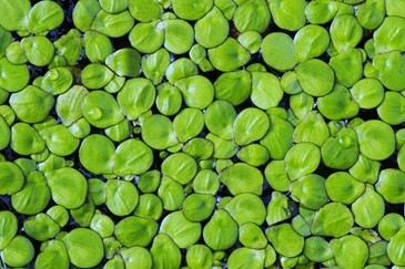 A cluster of duckweed growing on pond.