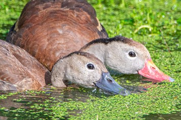 Black Bellied Whistling Ducks Feeding
