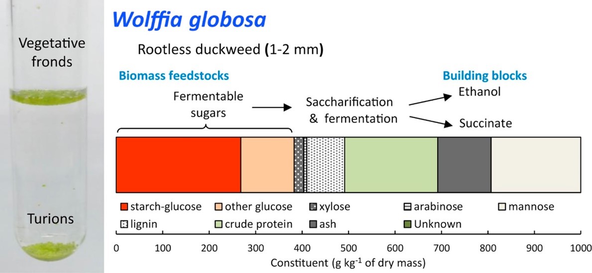 Duckweed biomass as a renewable biorefinery feedstock: Ethanol and succinate production from Wolffia globosa.