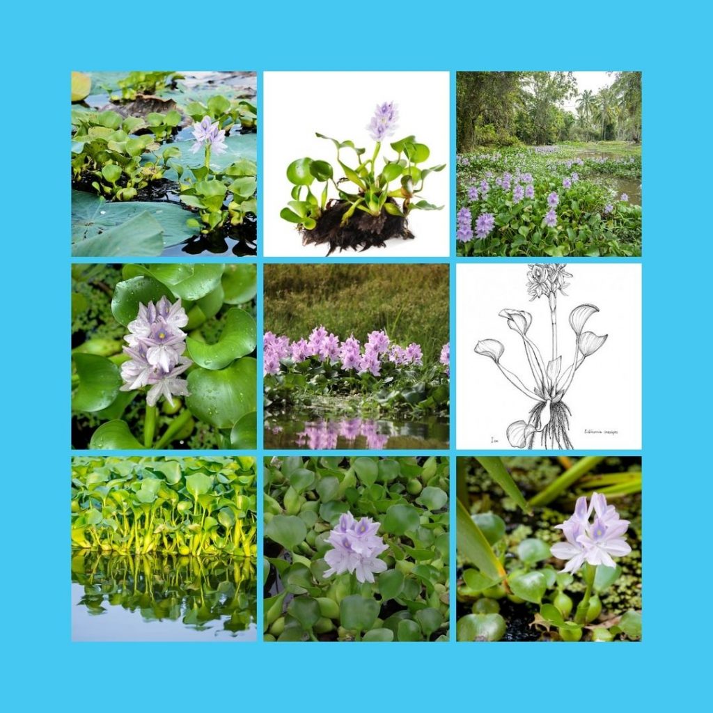 Eichhornia crassipes Collage