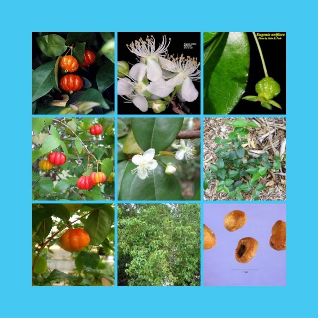 Eugenia uniflora Collage