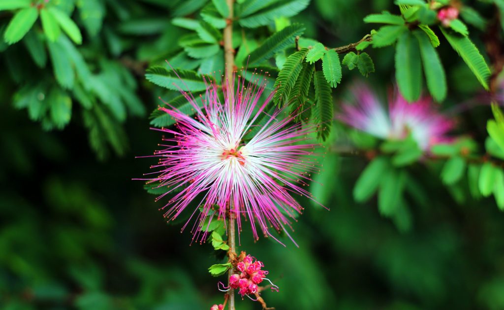 10 Edible Invasive in Florida