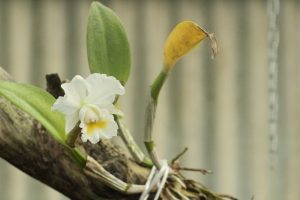 orchid delirium and conservation 
