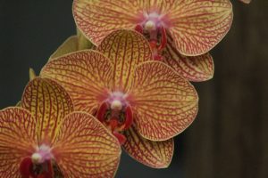 orchid delirium and conservation 