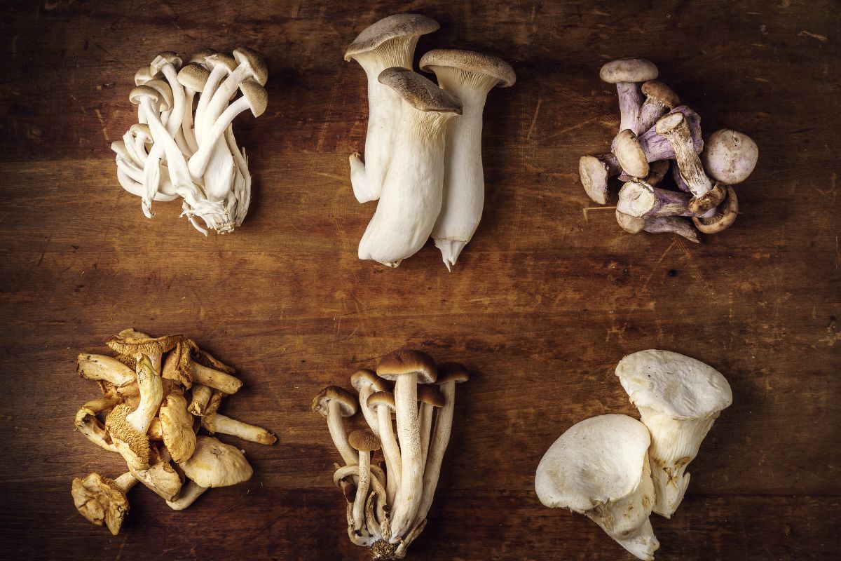 start an edible mushroom garden