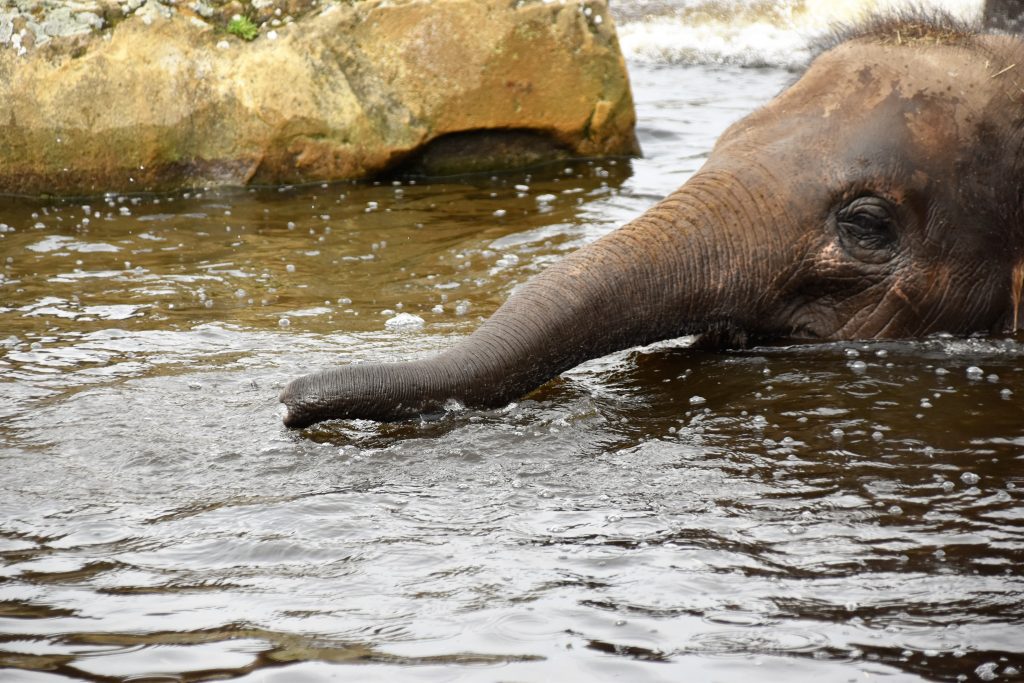 personhood and rights for the environment