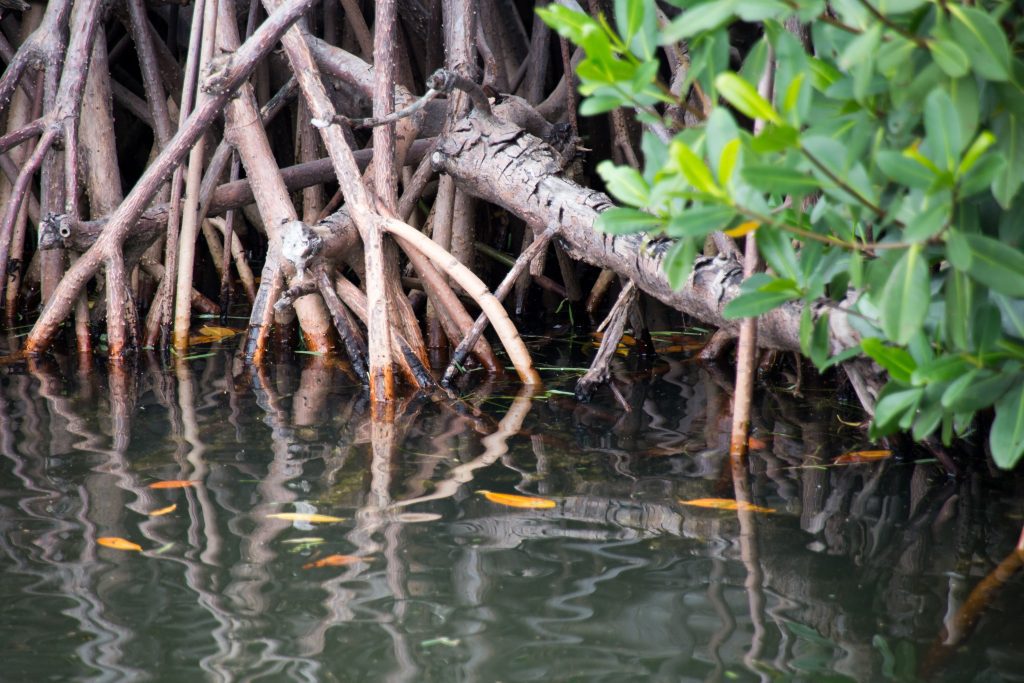 Florida's Regional Water Supply Development