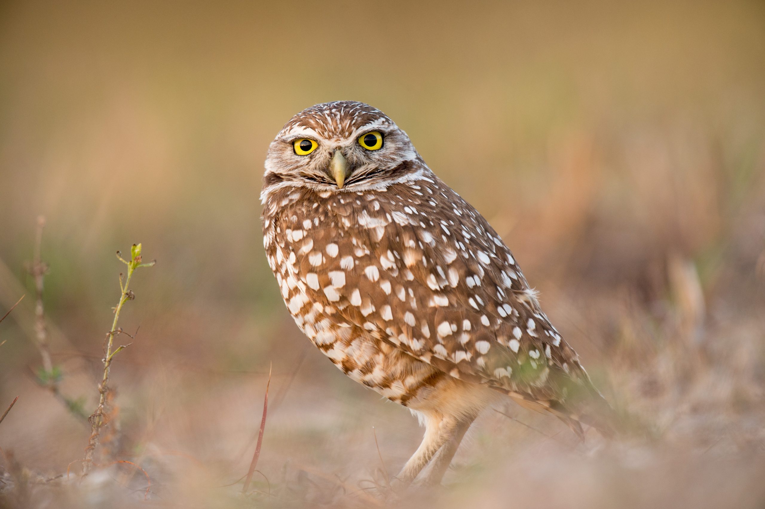 Burrowing owl in a field.