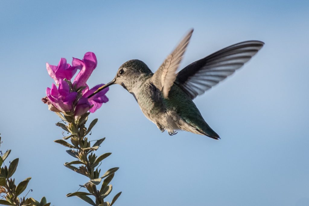 bird watching for kids
