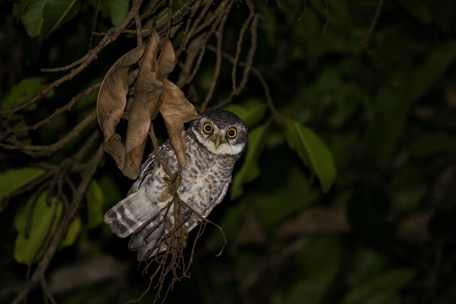 What are Umbrella Species? IDEAS For Us