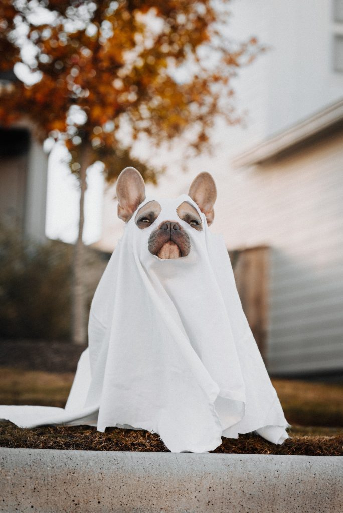 spooky animals