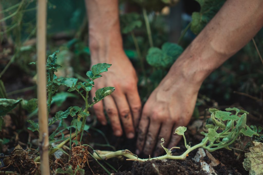 companion planting