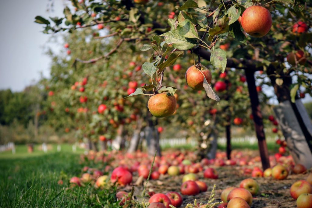 apple tree