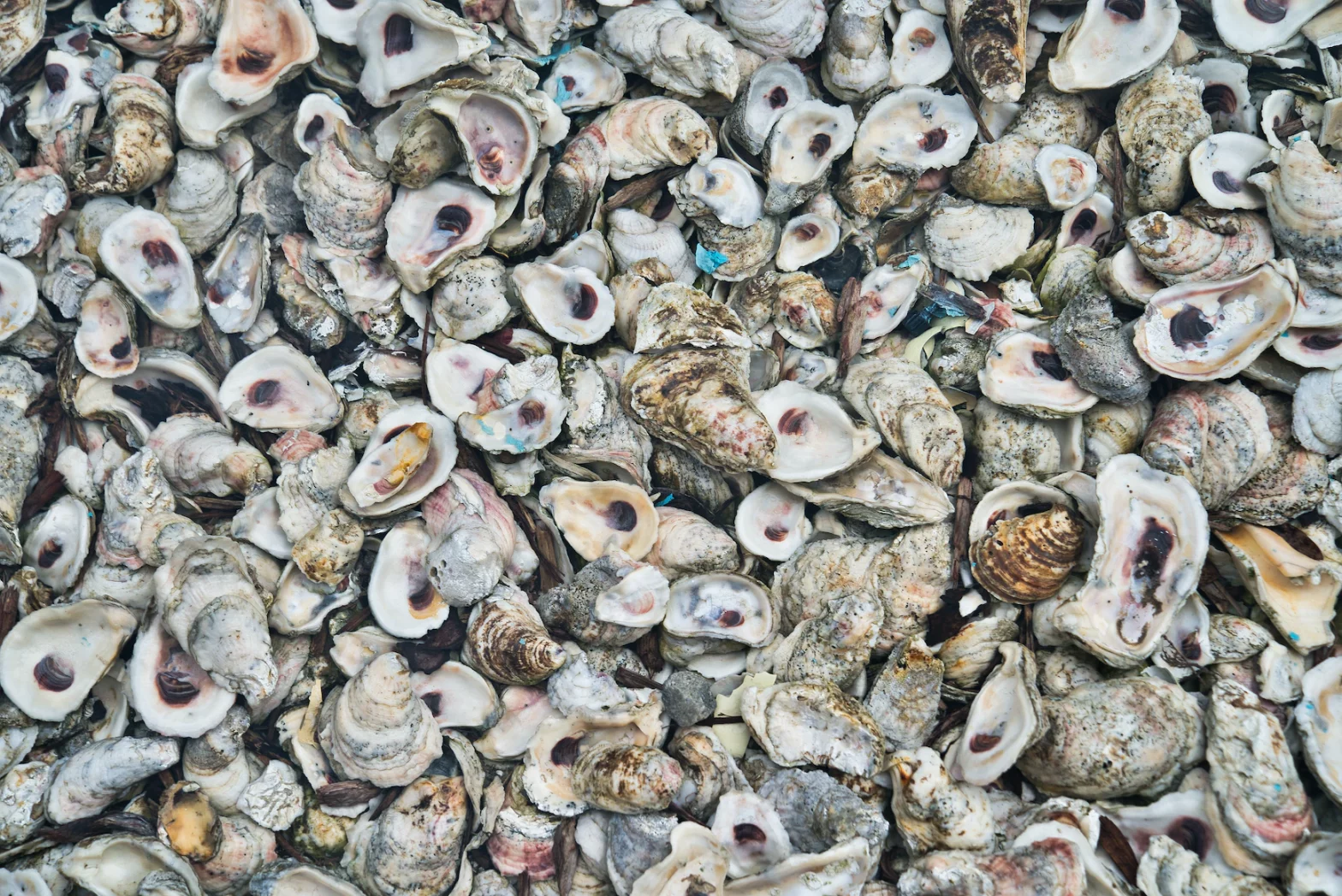 oyster boys conservation