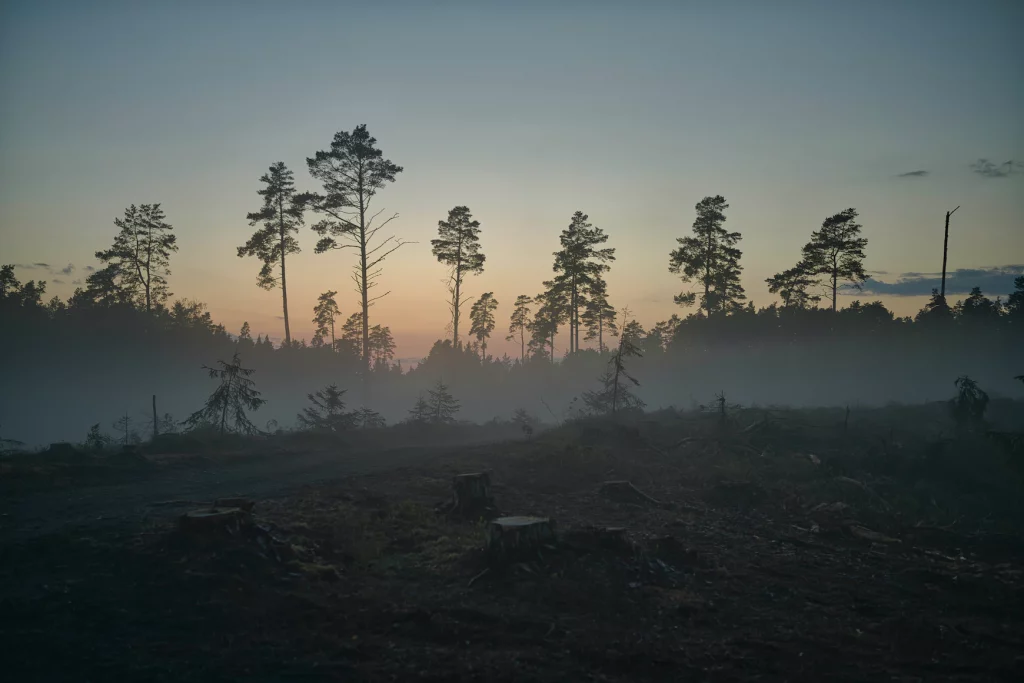 deforestation in drc