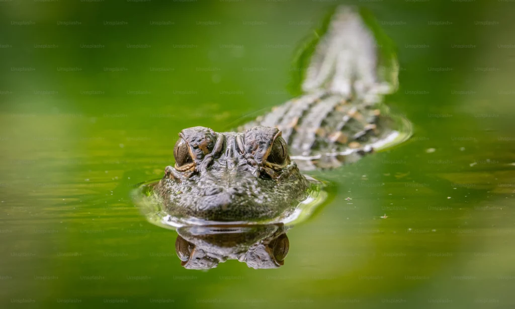 Kissimmee river restoration