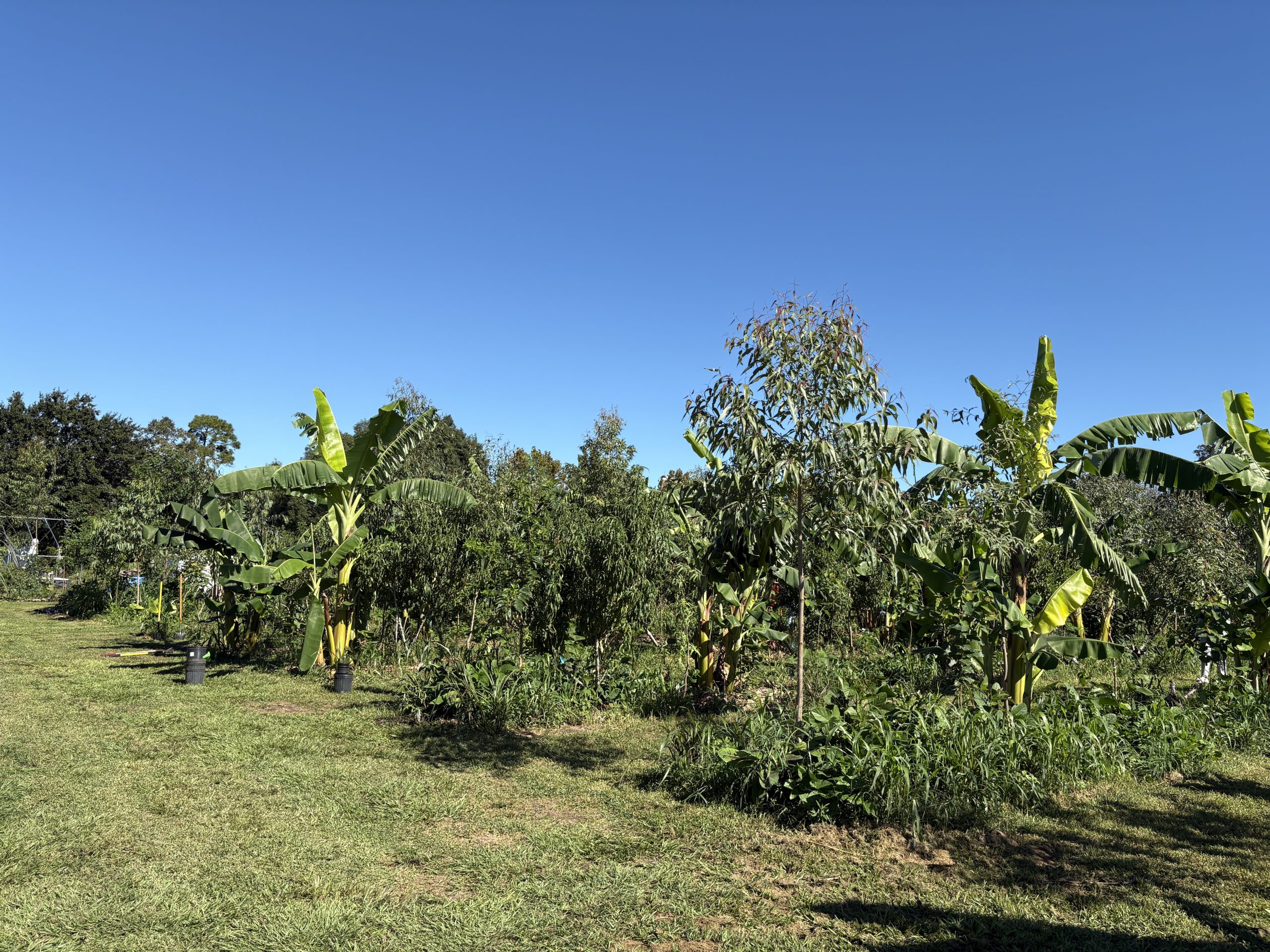 TD Tree Days & IDEAS For Us: 847 Trees Planted at Ever Oak Farm to Grow a Greener Orlando